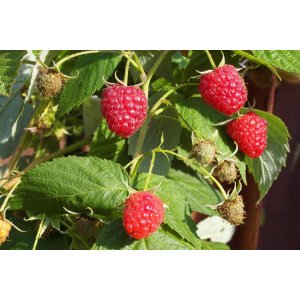 Malina červená, stálorodiaca (Rubus idaeus) ´POĽANA´ výška: 30-50 cm, kont. C1.5L/C2L